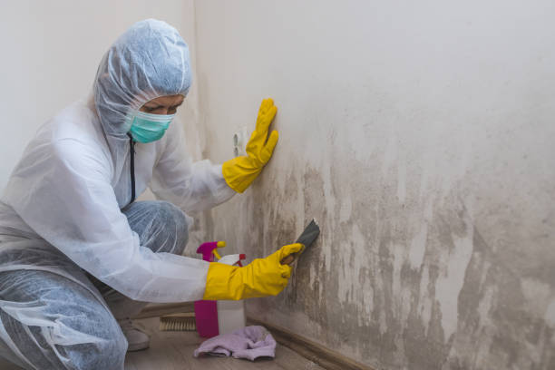 Best Industrial Mold Remediation in Benavides, TX