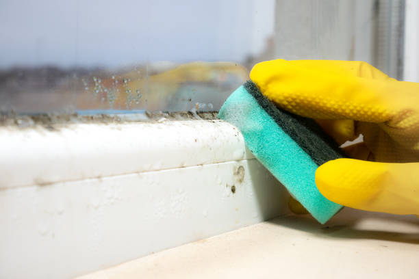 Best Crawl Space Mold Remediation in Benavides, TX