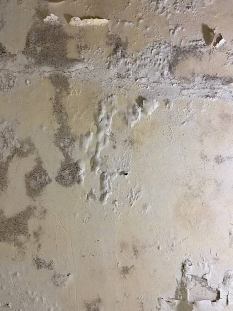 Best HVAC Mold Remediation in Benavides, TX
