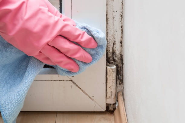 Best Preventive Mold Services in Benavides, TX
