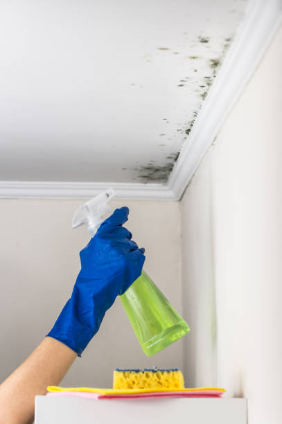 Best Insurance-Related Mold Remediation in Benavides, TX